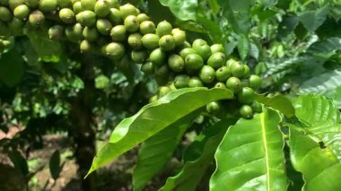 Taze fasulyeli kahve bitkisi. Dalda olgunlaşan kahve çekirdekleri, Endonezya, Asya 'da fidanlık. Kahve ağacı dalında olgun ve çiğ kahve dutları grubu, Robusta Dampit