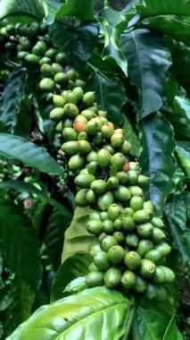 Taze fasulyeli kahve bitkisi. Dalda olgunlaşan kahve çekirdekleri, Endonezya, Asya 'da fidanlık. Kahve ağacı dalında olgun ve çiğ kahve dutları grubu, Robusta Dampit