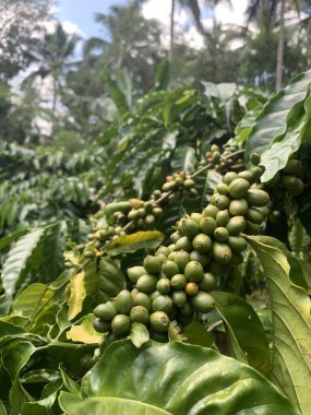 Taze fasulyeli kahve bitkisi. Dalda olgunlaşan kahve çekirdekleri, Endonezya, Asya 'da fidanlık. Kahve ağacı dalında olgun ve çiğ kahve dutları grubu, Robusta Dampit