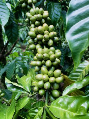 Taze fasulyeli kahve bitkisi. Dalda olgunlaşan kahve çekirdekleri, Endonezya, Asya 'da fidanlık. Kahve ağacı dalında olgun ve çiğ kahve dutları grubu, Robusta Dampit