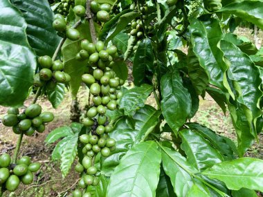 Taze fasulyeli kahve bitkisi. Dalda olgunlaşan kahve çekirdekleri, Endonezya, Asya 'da fidanlık. Kahve ağacı dalında olgun ve çiğ kahve dutları grubu, Robusta Dampit