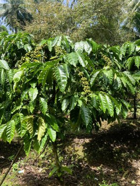 Taze fasulyeli kahve bitkisi. Dalda olgunlaşan kahve çekirdekleri, Endonezya, Asya 'da fidanlık. Kahve ağacı dalında olgun ve çiğ kahve dutları grubu, Robusta Dampit
