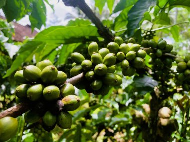 Taze fasulyeli kahve bitkisi. Dalda olgunlaşan kahve çekirdekleri, Endonezya, Asya 'da fidanlık. Kahve ağacı dalında olgun ve çiğ kahve dutları grubu, Robusta Dampit