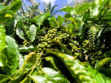 Taze fasulyeli kahve bitkisi. Dalda olgunlaşan kahve çekirdekleri, Endonezya, Asya 'da fidanlık. Kahve ağacı dalında olgun ve çiğ kahve dutları grubu, Robusta Dampit