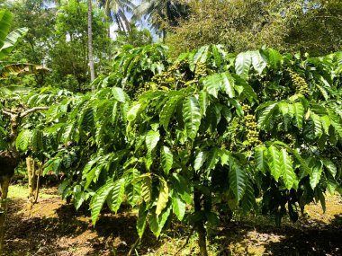 Taze fasulyeli kahve bitkisi. Dalda olgunlaşan kahve çekirdekleri, Endonezya, Asya 'da fidanlık. Kahve ağacı dalında olgun ve çiğ kahve dutları grubu, Robusta Dampit