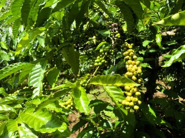 Taze fasulyeli kahve bitkisi. Dalda olgunlaşan kahve çekirdekleri, Endonezya, Asya 'da fidanlık. Kahve ağacı dalında olgun ve çiğ kahve dutları grubu, Robusta Dampit