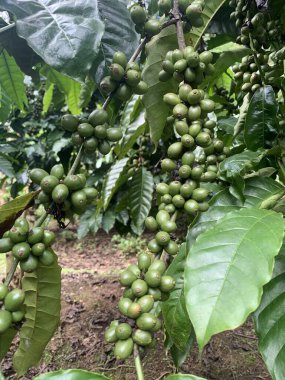 Taze fasulyeli kahve bitkisi. Dalda olgunlaşan kahve çekirdekleri, Endonezya, Asya 'da fidanlık. Kahve ağacı dalında olgun ve çiğ kahve dutları grubu, Robusta Dampit