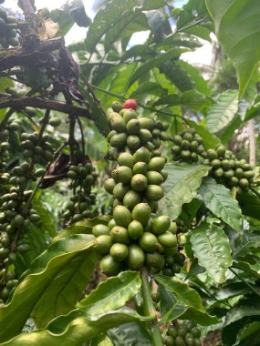 Taze fasulyeli kahve bitkisi. Dalda olgunlaşan kahve çekirdekleri, Endonezya, Asya 'da fidanlık. Kahve ağacı dalında olgun ve çiğ kahve dutları grubu, Robusta Dampit