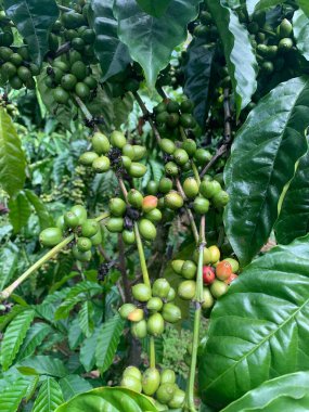Taze fasulyeli kahve bitkisi. Dalda olgunlaşan kahve çekirdekleri, Endonezya, Asya 'da fidanlık. Kahve ağacı dalında olgun ve çiğ kahve dutları grubu, Robusta Dampit