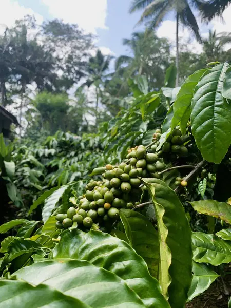 Taze fasulyeli kahve bitkisi. Dalda olgunlaşan kahve çekirdekleri, Endonezya, Asya 'da fidanlık. Kahve ağacı dalında olgun ve çiğ kahve dutları grubu, Robusta Dampit