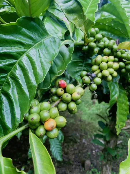 Taze fasulyeli kahve bitkisi. Dalda olgunlaşan kahve çekirdekleri, Endonezya, Asya 'da fidanlık. Kahve ağacı dalında olgun ve çiğ kahve dutları grubu, Robusta Dampit