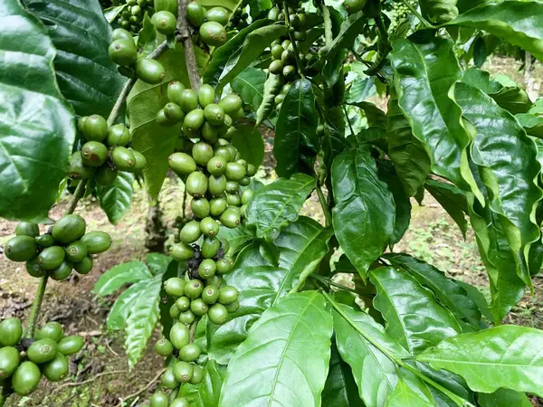 Taze fasulyeli kahve bitkisi. Dalda olgunlaşan kahve çekirdekleri, Endonezya, Asya 'da fidanlık. Kahve ağacı dalında olgun ve çiğ kahve dutları grubu, Robusta Dampit