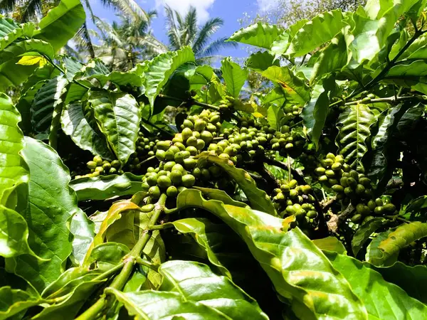 Taze fasulyeli kahve bitkisi. Dalda olgunlaşan kahve çekirdekleri, Endonezya, Asya 'da fidanlık. Kahve ağacı dalında olgun ve çiğ kahve dutları grubu, Robusta Dampit
