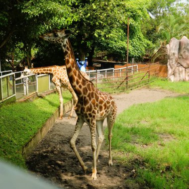 Hayvanat bahçesindeki zürafa (Zürafa camelopardalis), dünyanın en uzun kara memelisi.