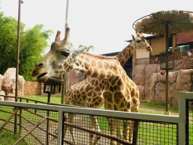 Hayvanat bahçesindeki zürafa (Zürafa camelopardalis), dünyanın en uzun kara memelisi.