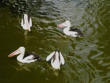 Gölette yüzen beyaz pelikan grupları, Pelecanus occidentalis