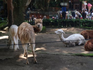 Hayvanat bahçesindeki yaşlı ve genç deve, Camelus dromedarius