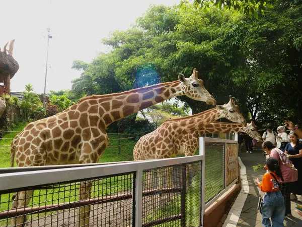Hayvanat bahçesindeki zürafa (Zürafa camelopardalis), dünyanın en uzun kara memelisi.