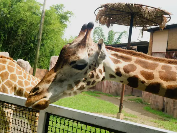 Hayvanat bahçesindeki zürafa (Zürafa camelopardalis), dünyanın en uzun kara memelisi.