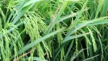 Tarlalarda bol bol pirinç yetiştirin. Zehirli olmayan yasemin pilavıyla ilgilenmek. Yeşil pirinç kulakları. Asya organik tarım pirinç endüstrisi. Sürdürülebilir Kaynaklar, 4k görüntü, seçici odak
