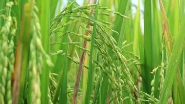 Tarlalarda bol bol pirinç yetiştirin. Zehirli olmayan yasemin pilavıyla ilgilenmek. Yeşil pirinç kulakları. Asya organik tarım pirinç endüstrisi. Sürdürülebilir Kaynaklar, 4k görüntü, seçici odak