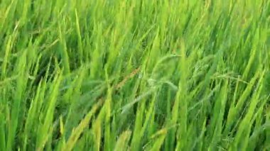 Tarlalarda bol bol pirinç yetiştirin. Zehirli olmayan yasemin pilavıyla ilgilenmek. Yeşil pirinç kulakları. Asya organik tarım pirinç endüstrisi. Sürdürülebilir Kaynaklar, 4k görüntü, seçici odak