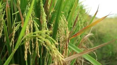 Tarlalarda bol bol pirinç yetiştirin. Zehirli olmayan yasemin pilavıyla ilgilenmek. Yeşil pirinç kulakları. Asya organik tarım pirinç endüstrisi. Sürdürülebilir Kaynaklar, 4k görüntü, seçici odak