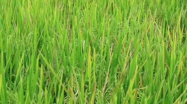 Tarlalarda bol bol pirinç yetiştirin. Zehirli olmayan yasemin pilavıyla ilgilenmek. Yeşil pirinç kulakları. Asya organik tarım pirinç endüstrisi. Sürdürülebilir Kaynaklar, 4k görüntü, seçici odak