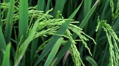 Tarlalarda bol bol pirinç yetiştirin. Zehirli olmayan yasemin pilavıyla ilgilenmek. Yeşil pirinç kulakları. Asya organik tarım pirinç endüstrisi. Sürdürülebilir Kaynaklar, 4k görüntü, seçici odak