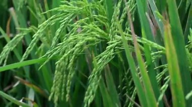 Tarlalarda bol bol pirinç yetiştirin. Zehirli olmayan yasemin pilavıyla ilgilenmek. Yeşil pirinç kulakları. Asya organik tarım pirinç endüstrisi. Sürdürülebilir Kaynaklar, 4k görüntü, seçici odak