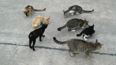 Evsiz kediler yemek yiyor, şefkat ve hayvan bakımını sembolize ediyor. Hayvan kurtarma, toplum desteği ve başıboş hayvanlara karşı sorumluluk.