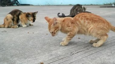 Evsiz kediler yemek yiyor, şefkat ve hayvan bakımını sembolize ediyor. Hayvan kurtarma, toplum desteği ve başıboş hayvanlara karşı sorumluluk.