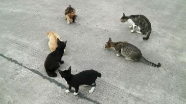 Evsiz kediler yemek yiyor, şefkat ve hayvan bakımını sembolize ediyor. Hayvan kurtarma, toplum desteği ve başıboş hayvanlara karşı sorumluluk.