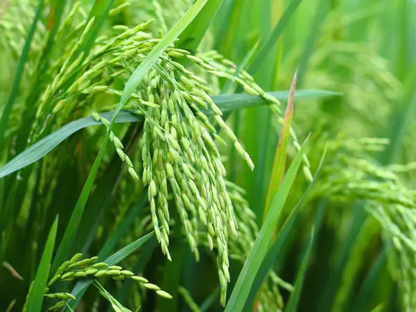 Pirinç bitkisinin yakın çekimi. İçinde yeşil pirinç sapları ve tahıllar var. Yeşil pirincin büyümesi ve gelişimi vurgulanıyor. Tarımsal arka plan kavramı için mükemmel