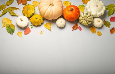 Şükran Günü ya da sonbahar kompozisyonu. Farklı kabaklar ve açık gri arka plan manzaralı sonbahar sarı yaprakları. Boşluğu kopyala..