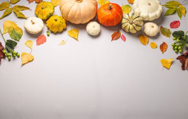 Şükran Günü ya da sonbahar kompozisyonu. Farklı kabaklar ve açık gri arka plan manzaralı sonbahar sarı yaprakları. Boşluğu kopyala..
