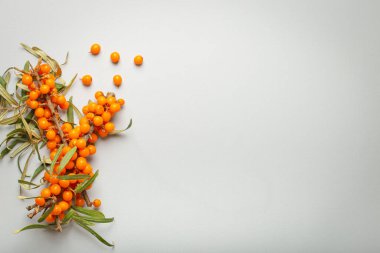 Yapraklı deniz dikenli dallar ve açık gri arka planda olgun böğürtlenler. Metin için boşluk..