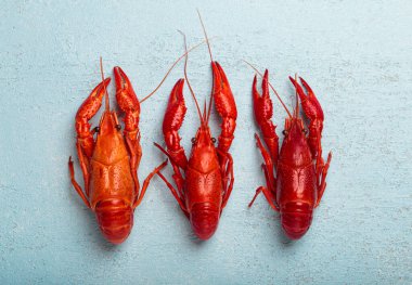 Üç parlak kırmızı kerevit taze pişirildi ve şimdi canlı mavi dokulu bir arka planda dinleniyorlar. Tasarım ihtiyaçlarınız için geniş bir kopya alanı sağlıyorlar.