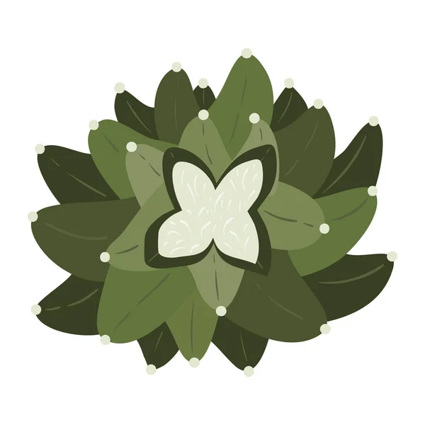 Cactus Plantes Succulentes Illustration Vectorielle Style Plat — Image vectorielle