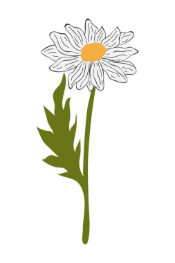 El Çizimi Daisy Flower Çizimi Çizimi. Beyaz arka planda basit bir çiçek. Vektör illüstrasyonu.