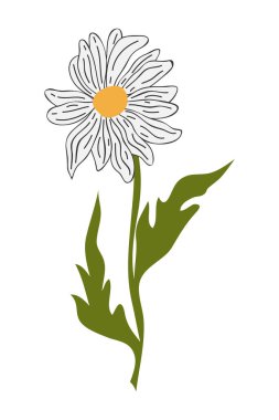 El Çizimi Daisy Flower Çizimi Çizimi. Beyaz arka planda basit bir çiçek. Vektör illüstrasyonu.