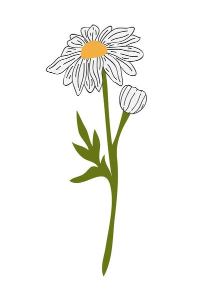 stock vector Hand Drawn Daisy Flower Cartoon Illustration. A simple flower on white background. Vector illustration.