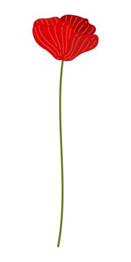 Gelincik Çiçeği Element Çizimi. Beyaz arkaplanda izole edilmiş vektör kırmızı gelincikleri.