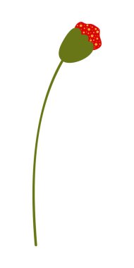 Gelincik Çiçeği Element Çizimi. Beyaz arkaplanda izole edilmiş vektör kırmızı gelincikleri.