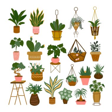 House Plant Illustration 'da. Ev Bitkisi Dekorasyonu. Tencerede Kapalı Çiçek İllüstrasyonu.