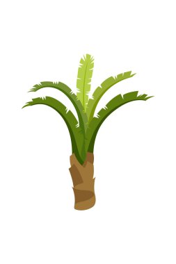 Palmiye ağaçları beyaz arka planda izole edilmiştir. Güzel palmiye ağacı çizimi. Hindistan cevizi ağacı çizimleri