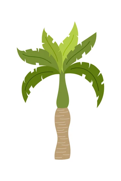 棕榈树在白色背景上被隔离 美丽的棕榈树插图 椰子树图解 — 图库矢量图片