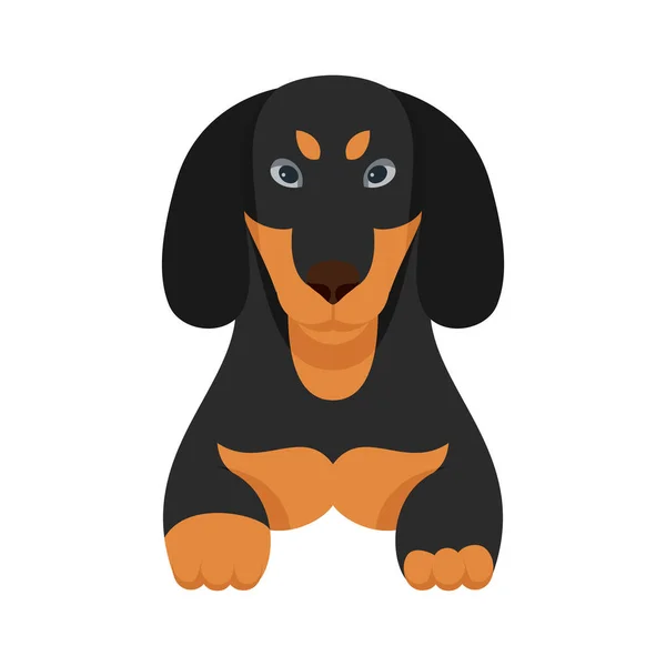 Cartoon Puppy Dogs Breeds Pets Cute Characters Flat Design Cute — Stock Vector
