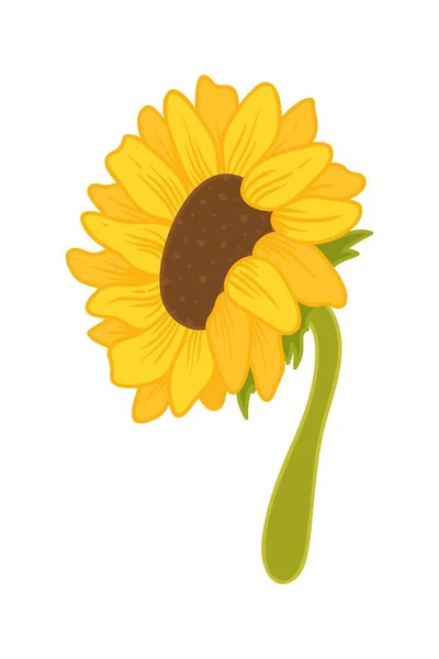 Sunflower Cartoon Illustration Isolated White — Stock Vector