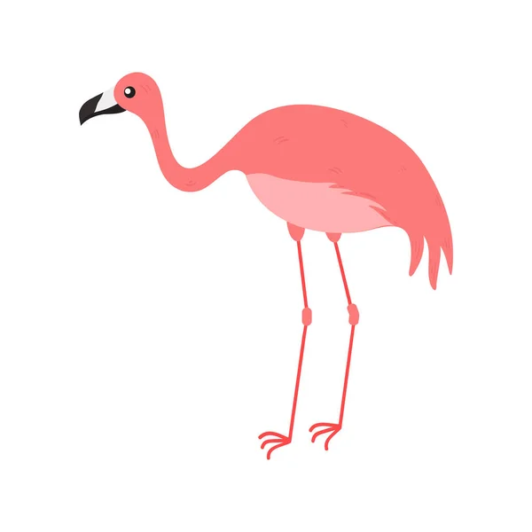 粉红火烈鸟卡通图解分离于白色背景 夏季动物图解 — 图库矢量图片